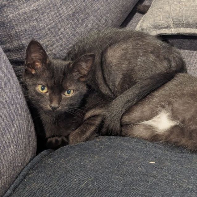 Photo of Lenny *9 Lives Project Rescue*