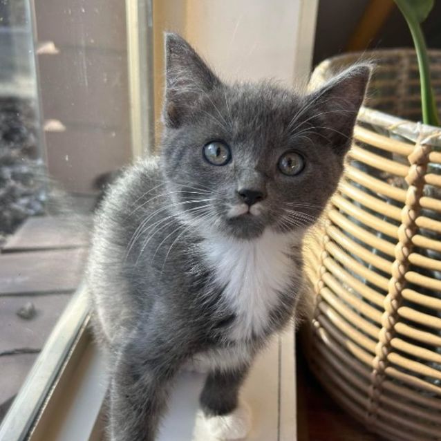 Photo of Comet *9 Lives Project Rescue*