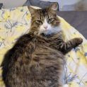 Photo of Bug **2nd Chance Cat Rescue**