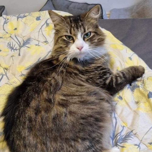 Bug **2nd Chance Cat Rescue**
