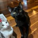 Photo of Cinder **2nd Chance Cat Rescue**