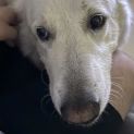 Photo of Gamina