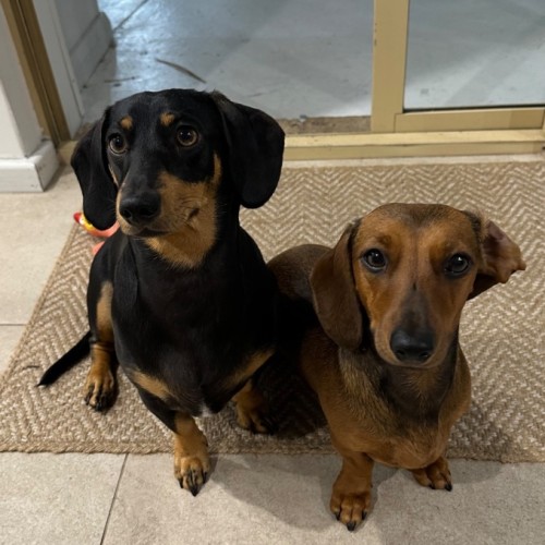 Honey and Frankie 