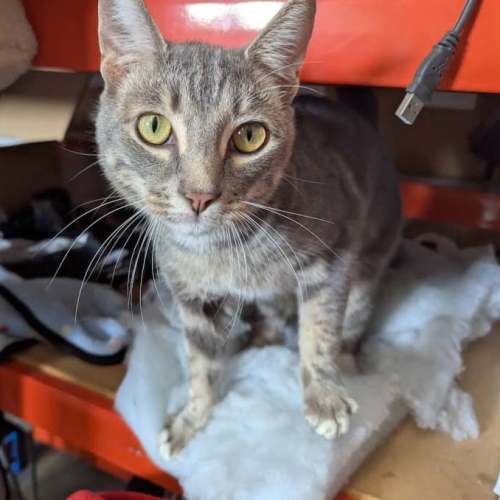 Arthur ** 2nd Chance Cat Rescue**