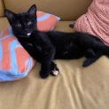 Photo of Sooty