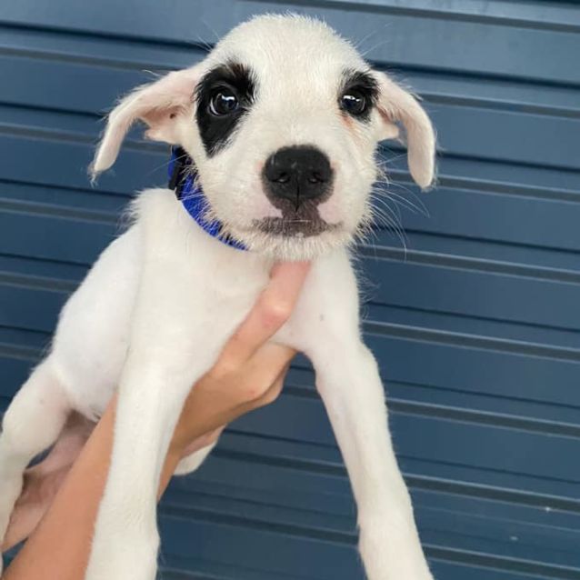 Photo of Ghost