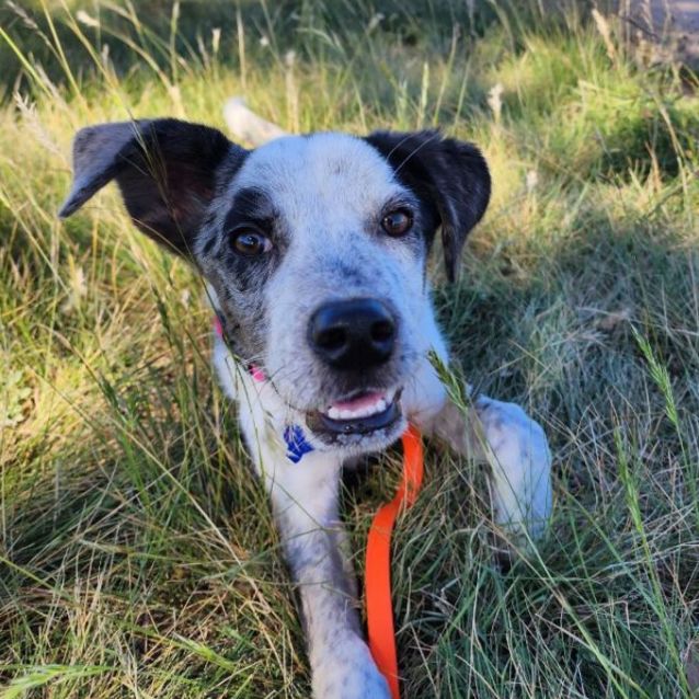 Photo of Milou 🥰