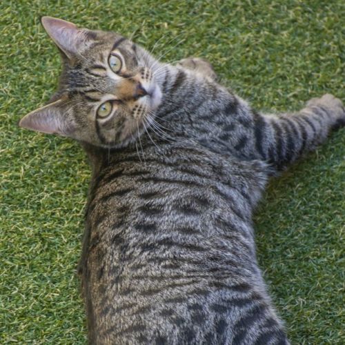  Truman & Christof ^Dandy Cat Rescue^