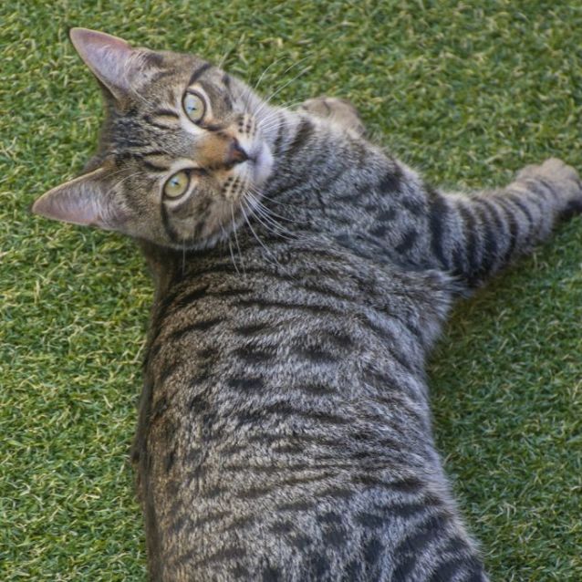 Photo of  Truman & Christof ^Dandy Cat Rescue^