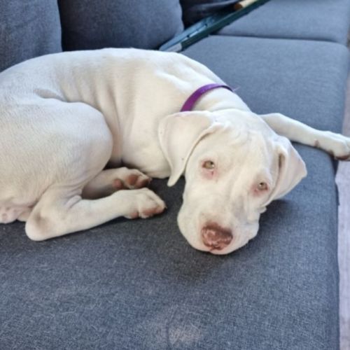 Stella ~ Bull Arab X Puppy(On Trial 20/2/22)