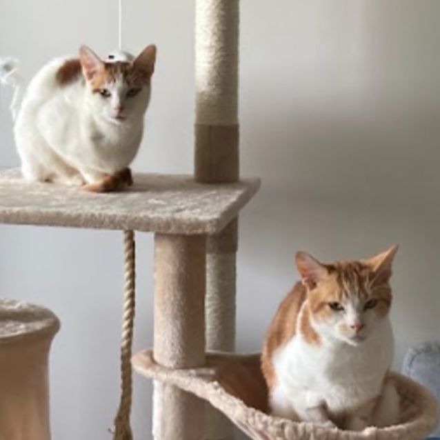 Photo of Fred & George Weasley