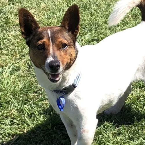 Duffy ~ 6yr Old Foxy X JRT (On Trial 25/09/21)
