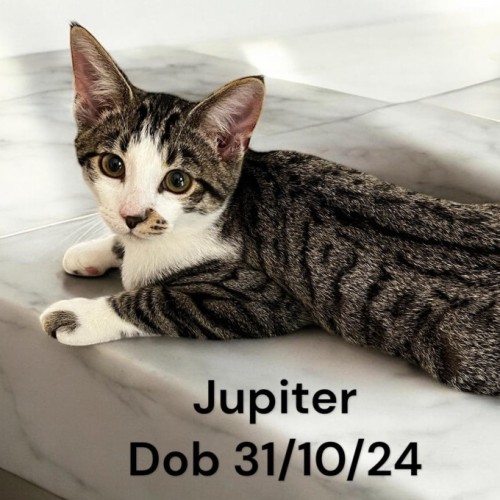 Jupiter