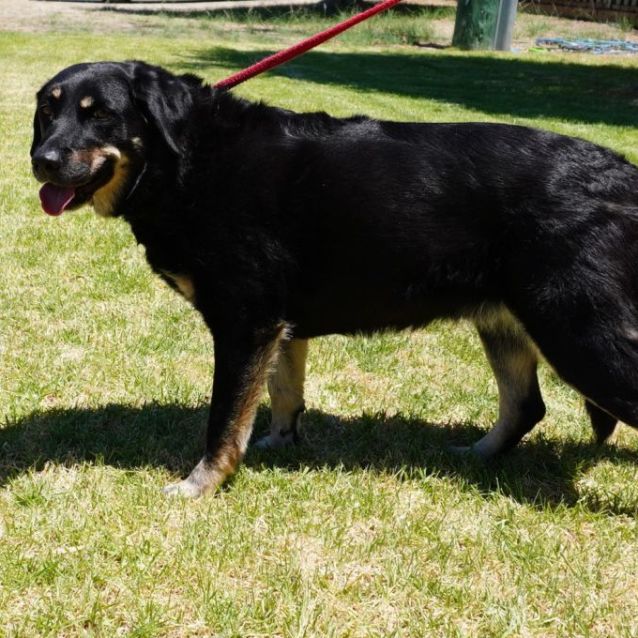 Photo of Sadie