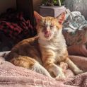 Photo of Mr Ginger