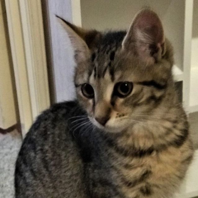 Photo of Marceline ^^Dandy Cat Rescue^^