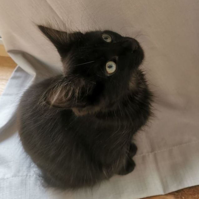 Photo of Pickle (Located In Brunswick West)