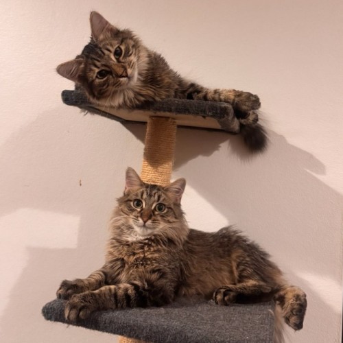 No photo for Atlas And Lily