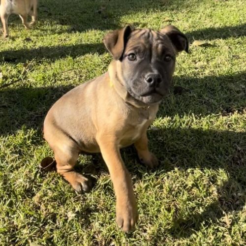 Penny