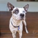 Photo of Bluey ~ 17mo Koolie X (Admin Hold 28/7)