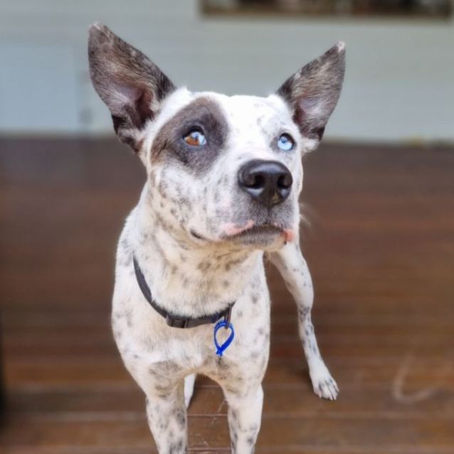 Photo of Bluey ~ 17mo Koolie X (Admin Hold 28/7)