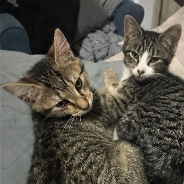 Photo of Marceline ^^Dandy Cat Rescue^^