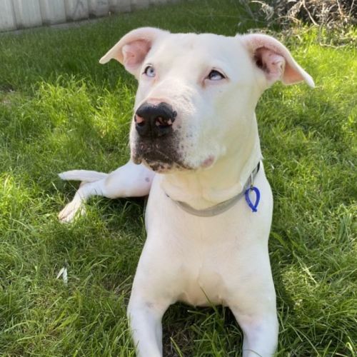 Shivani - 9 Year Old Great Dane X (Trial)