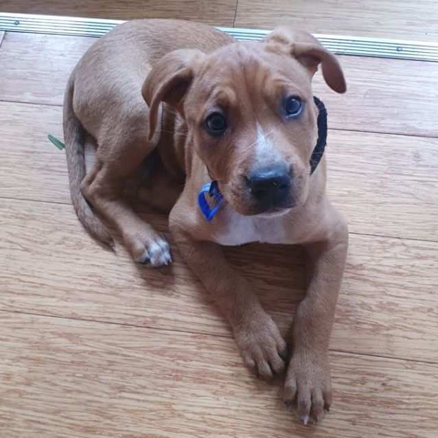 Photo of Daisey ~ 4mo Kelpie X(on Trial 11/5/22)