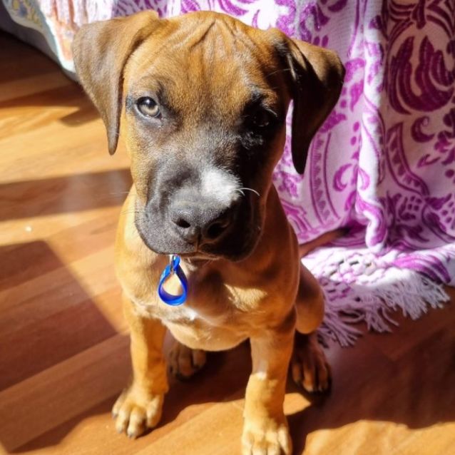 Yumi Boxer X Staffy(On Trial 24/4/22) Medium Female Boxer x Staffy Dog in NSW PetRescue