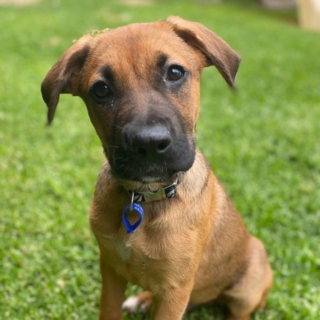 Bailey ~Boxer X Belgian Shepherd(On Trial 14/1/22) - Medium Male Boxer ...