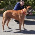 Photo of Angus