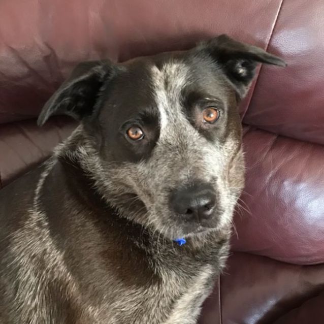 Photo of Narla ~ 3yr Old Cattle Dog X(on Trial 21/06/2022)