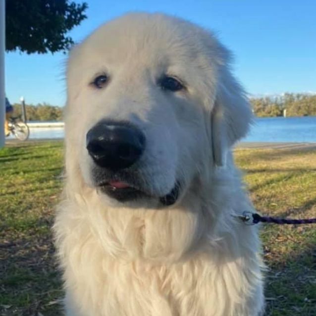 Photo of Lucky ~ 6mo Maremma(on Trial 27/8/21)