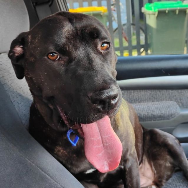 Photo of Josie ~ 18mo Cane Corso X Mastiff(9/11/21)