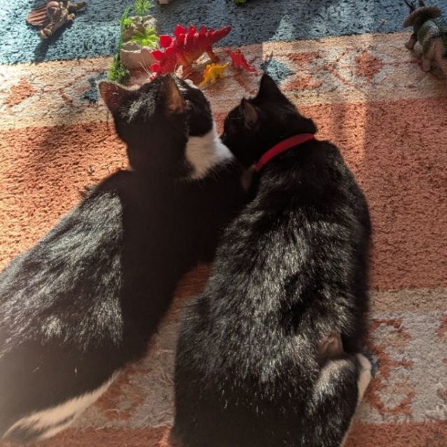 Photo of Violet 🌷