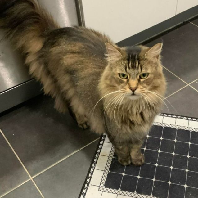 Photo of Eliza & Andre 🌹🐈‍⬛