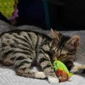 Photo of Minnie