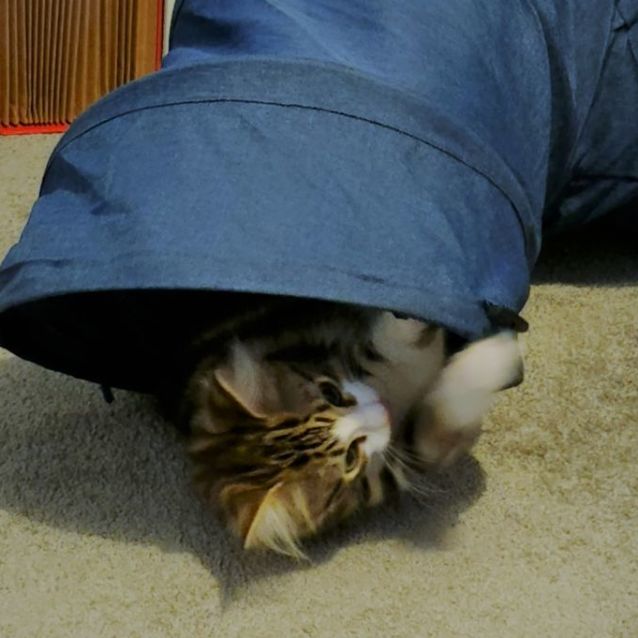 Photo of Queeni ^^Dandy Cat Rescue^^