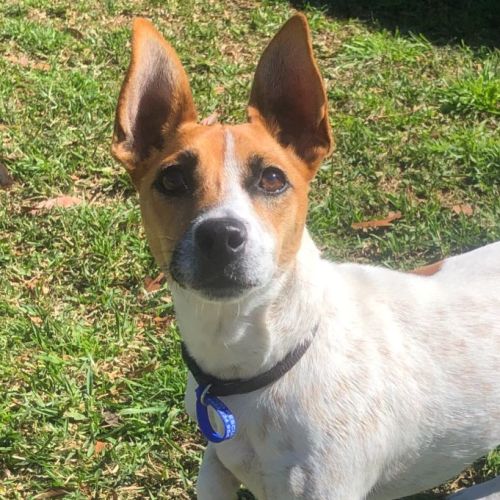 Henry ~ 1yr Old Jack Russell(On Trial 23/10/21)