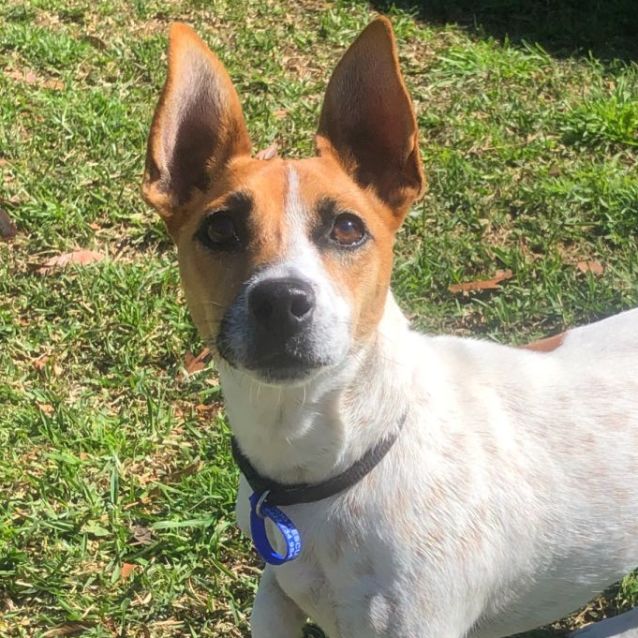 Photo of Henry ~ 1yr Old Jack Russell(on Trial 23/10/21)