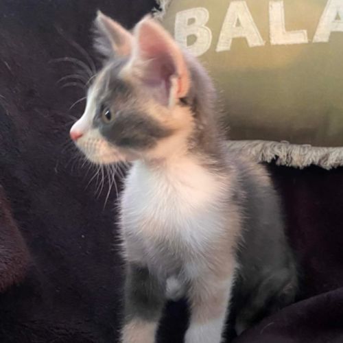 Mica 