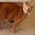 Photo of C0947 Dasher