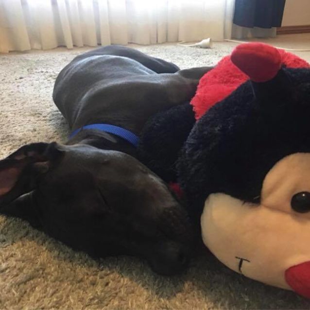Photo of Pluto (On Trial Adoption)