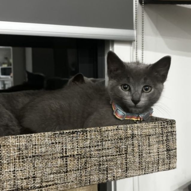 Photo of Teal ** 2nd Chance Cat Rescue**
