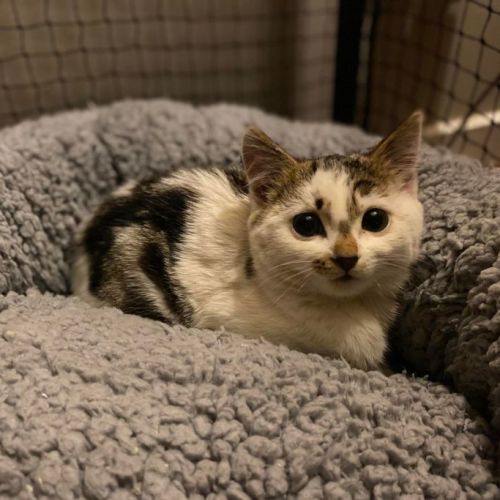 Zibby **2nd Chance Cat Rescue**