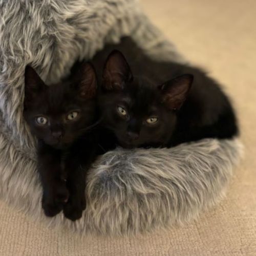 Binx