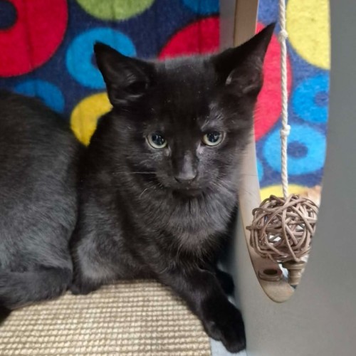 Viscount Raul ** 2nd Chance Cat Rescue **