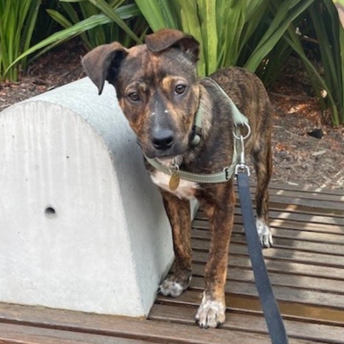Kahu