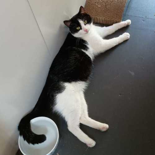 Oreo