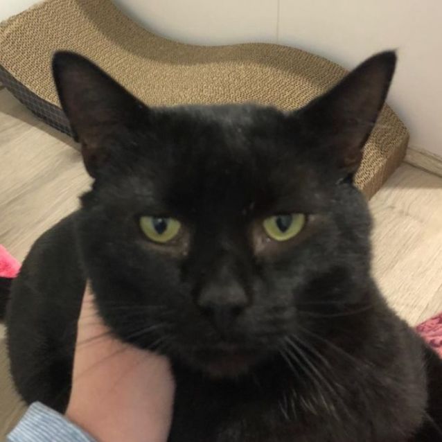 Photo of Dadda 🐈‍⬛💙